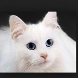 White_Cat_Face
