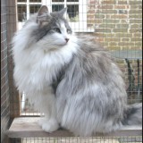 Grey_and_White_cat