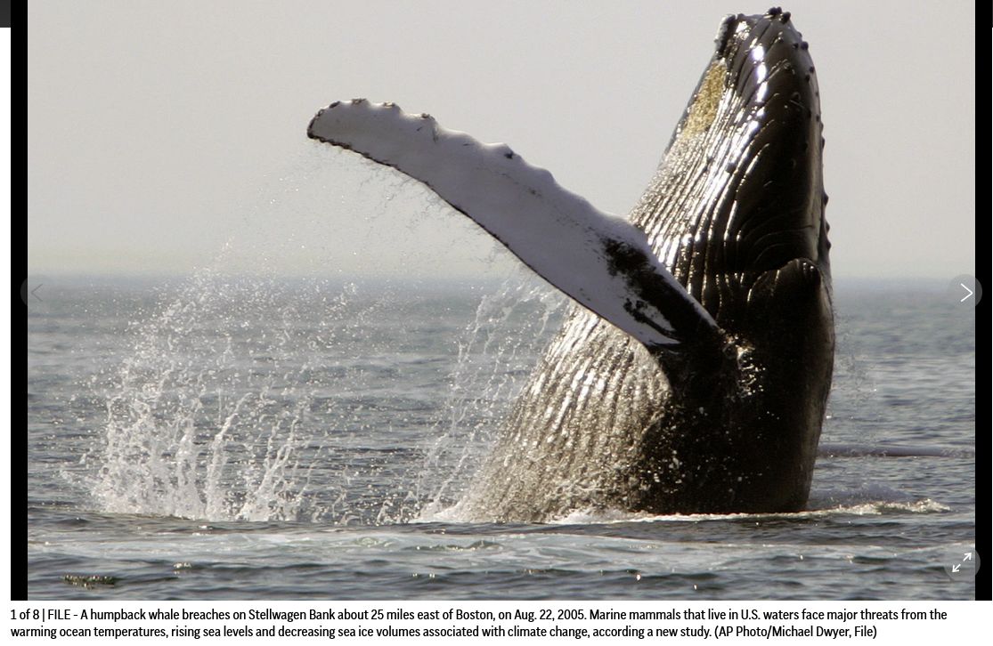 Whales and dolphins in American waters are losing food and habitat to