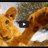 GoPro adventure lion cub