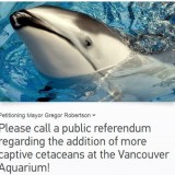 captive cetaceans