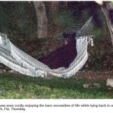 hammock bear