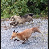 Cat-n-Fox