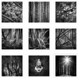 forest photos
